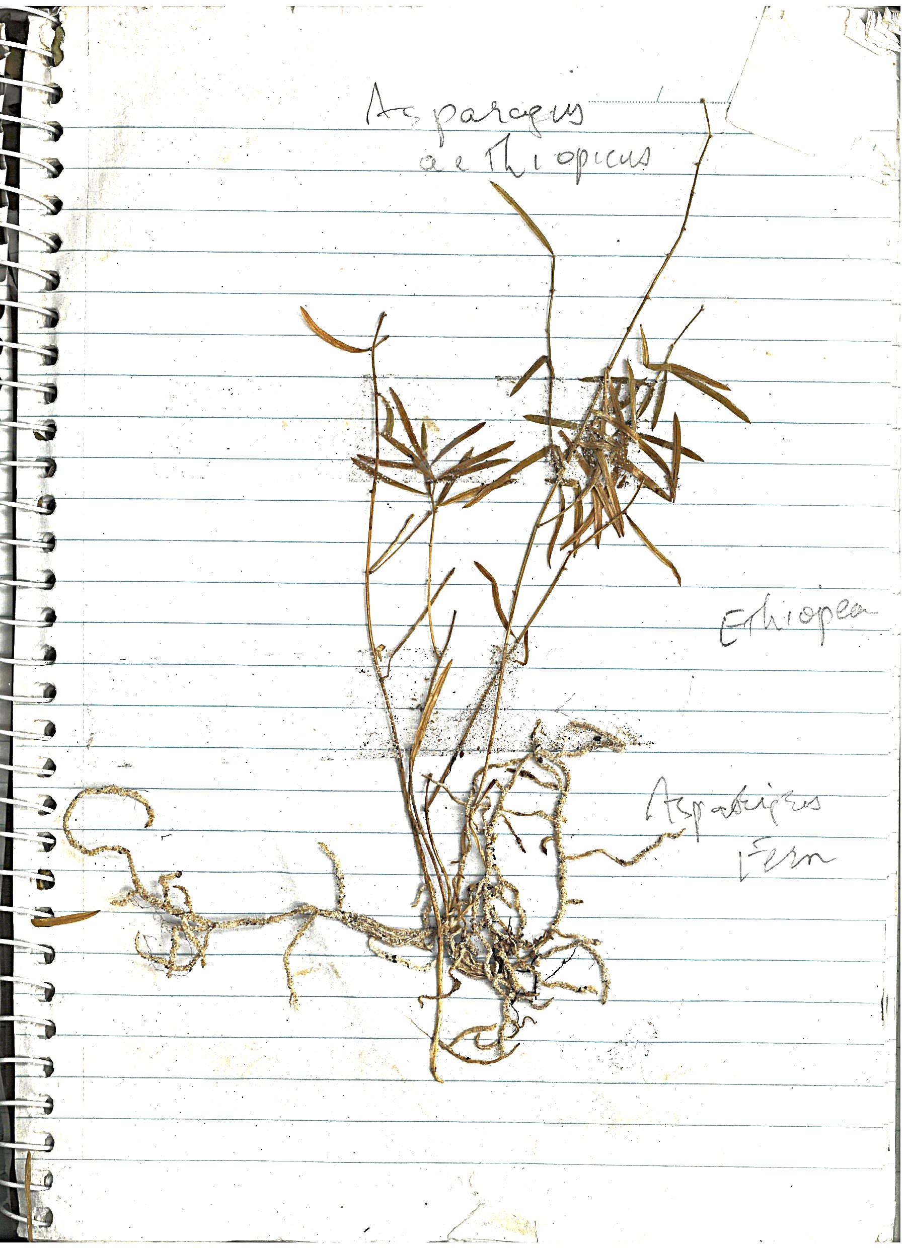 Asparagus Fern Image